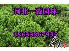 河北一森園林精品衛(wèi)矛供應(yīng)——打造優(yōu)質(zhì)園林綠化工程