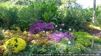 綠化園林景觀設(shè)計與養(yǎng)護 從圖紙到實景的全方位指南