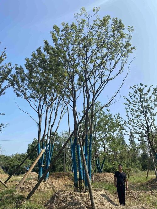 苗多多實地認證景湖苗木 綠化養(yǎng)護專業(yè)指南