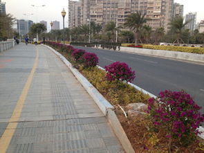 廈門海滄城建集團園林綠化工程施工 匠心雕琢城市綠意，品質鑄就生態名片